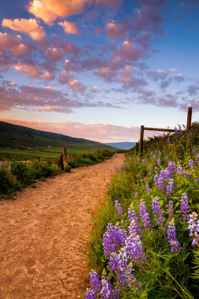 campos de lupinas ao longo de um caminho - wildflower flower colorado lupine - fotografias e filmes do acervo