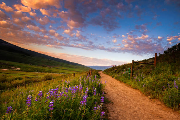 champs de lupins le long d’un chemin - chemin photos et images de collection