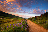 istock Fields of Lupines along a Path 1341193833