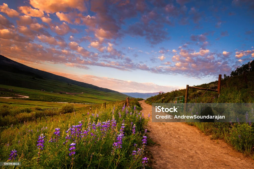 Fields of Lupines along a Path Lupines line a hiking trail at dawn near Crested Butte, Colorado Footpath Stock Photo