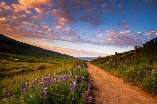 Fields of Lupines along a Path Lupines line a hiking trail at dawn near Crested Butte, Colorado wildflower photos stock pictures, royalty-free photos & images
