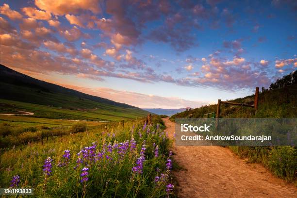 Fields Of Lupines Along A Path Stock Photo - Download Image Now - Springtime, Nature, Colorado
