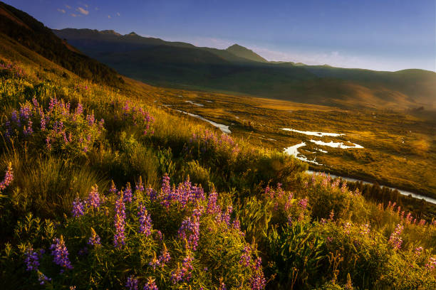 istock Wildflowers in Colorado 1341194392