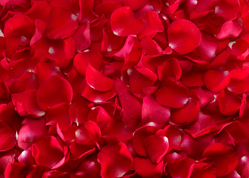 The background is rose petals, high quality images.