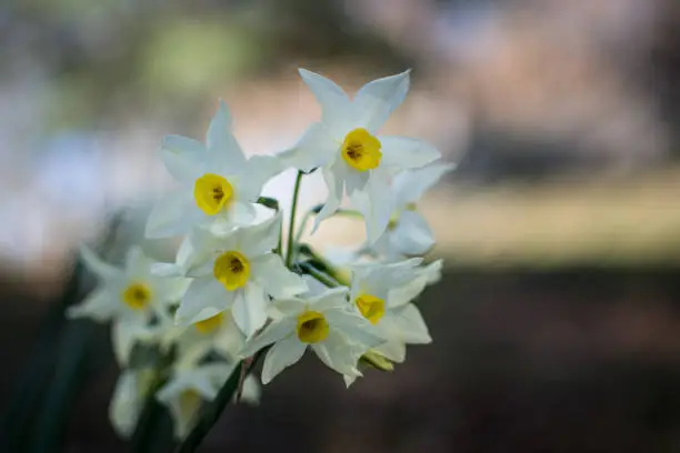 White and yellow Jonquil isolated aginst blown out garden background landscape orientation, left  side of frame.