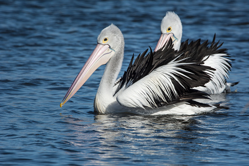 Australian Pelicans, Pelecanus Conspicillatus. pair rustling feathers in the breeze.