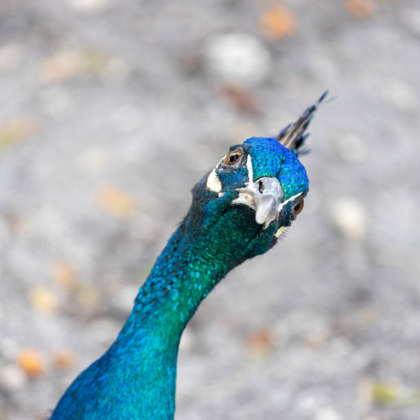 Quizzical Peacock A peacock looking at the camera at an odd angle confused bird stock pictures, royalty-free photos & images