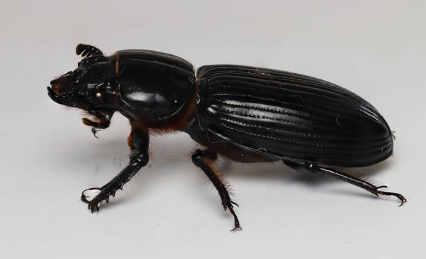 istock Stag beetle from Sorong, West Papua, Indonesia 1341196178
