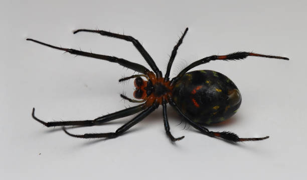 istock black-red spider with white background. Found in West Papua, Indonesia 1341196218