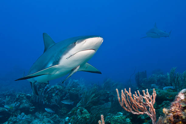 istock Reef Shark and attached whitefin sharksucker 134119791
