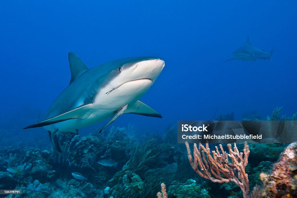 Reef Shark and attached whitefin sharksucker Reef Shark (Carcharhinus perezii) with a fish hook in it's mouth and an attached Whitefin Sharksucker (Echeneis neucratoides) hunting over a tropical coral reef off the island of Roatan, Honduras. Animal Stock Photo