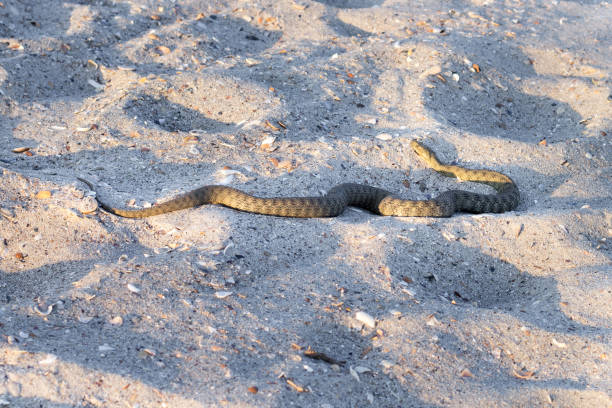 Dangerous poisonous snake viper Vipera Renardi on Black sea beach Dangerous poisonous snake viper Vipera Renardi on Black sea beach sands snake hood stock pictures, royalty-free photos & images