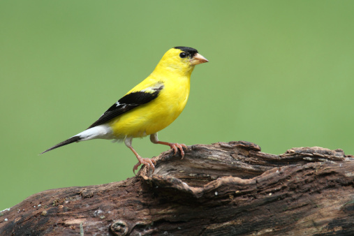 American Goldfinch (Carduelis tristis) on a log