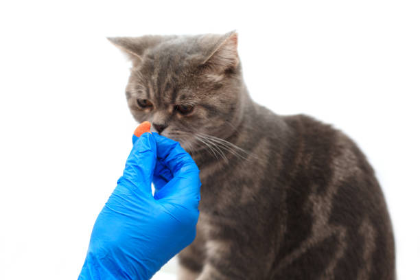 istock Cute kitten getting a pill from veterinarians hand in blue gloves over light background 1341200721