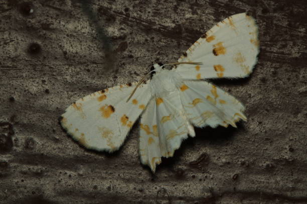 istock white moth with yellow circle spot, from indonesian new guinea 1341200870