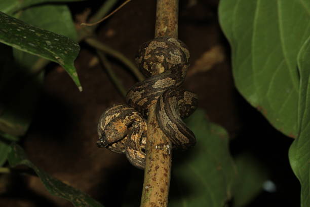 candoia carinata, papua tree boa, z sorong west papua indonezja - candoia zdjęcia i obrazy z banku zdjęć