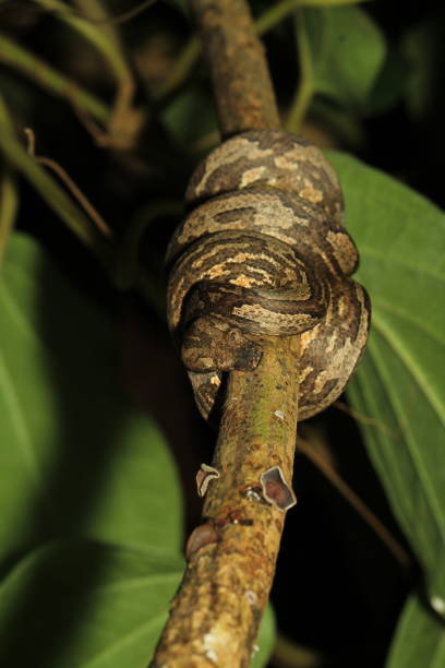 candoia carinata, papua tree boa, z sorong west papua indonezja - candoia zdjęcia i obrazy z banku zdjęć