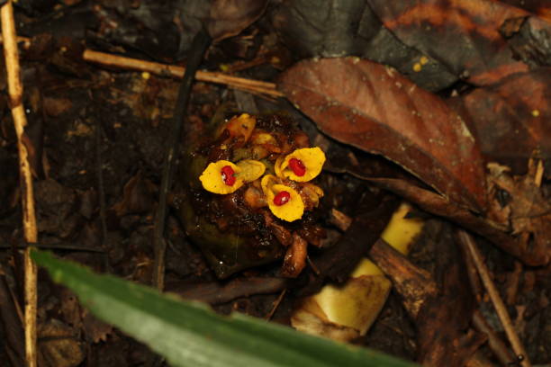 close up photo of inflorescence