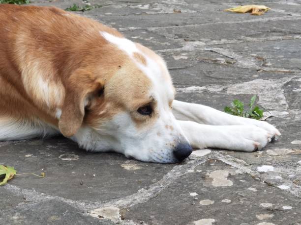 istock dog sleeping top view on the yard 1341201138