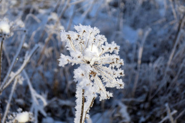 istock twigs of tree in winter 1341202755