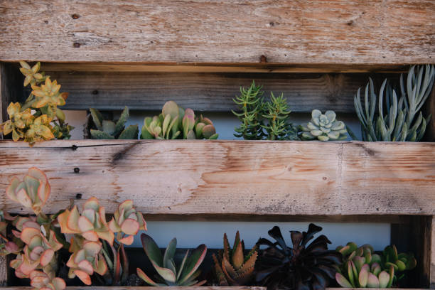 istock Vertical wooden planters with succulents on white wall with backyard bench and pillows 1341202800