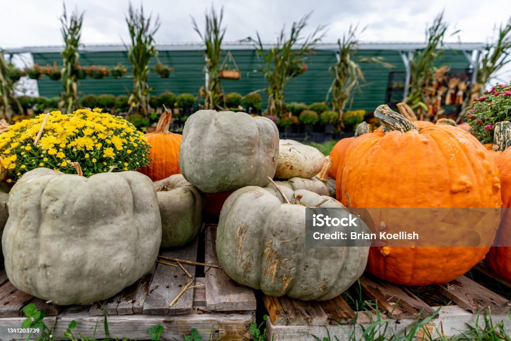 Pumpkins of various colors and shapes are stacked at a pumpkin patch on a farm. Kentucky Stock Photo
