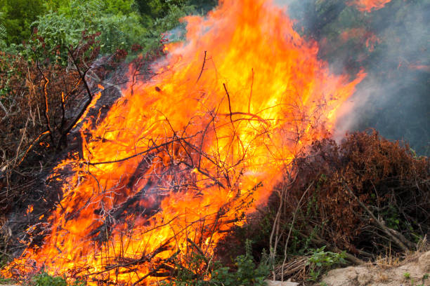 istock Clearing the territory burning brushwood of tree branches 1341203943
