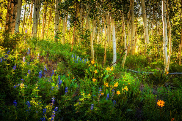 kebler pass fleurs sauvages - tremble photos et images de collection