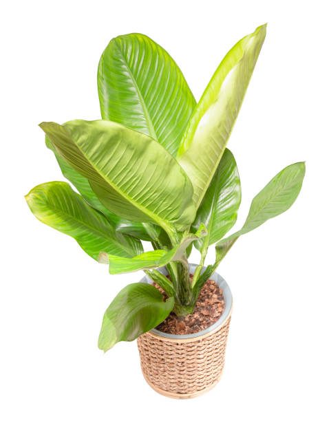 istock Dieffenbachia (Araceae) in wicker basket isolated on white background, clipping path 1341208519