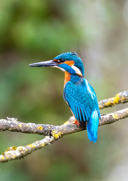istock The Fisher king 1341210170