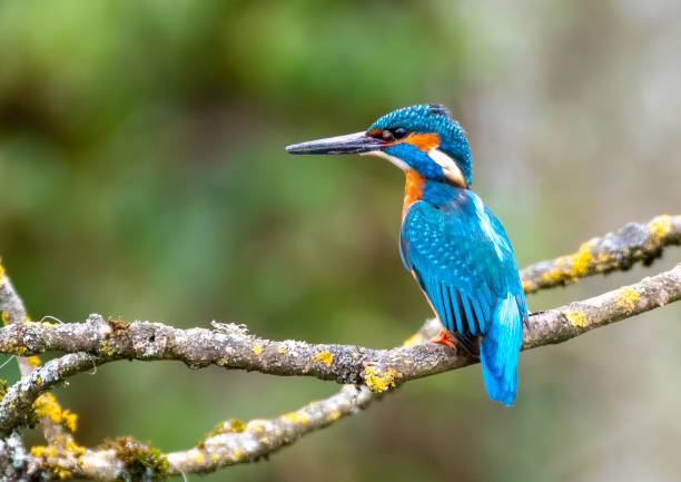 istock The Fisher king 1341210260