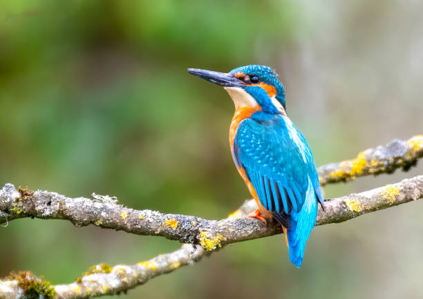 le roi pêcheur - martin pêcheur photos et images de collection