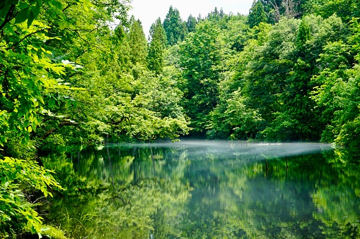Beauty in Nature View of a Lake in a Forest at Niigata Prefecture, Japan