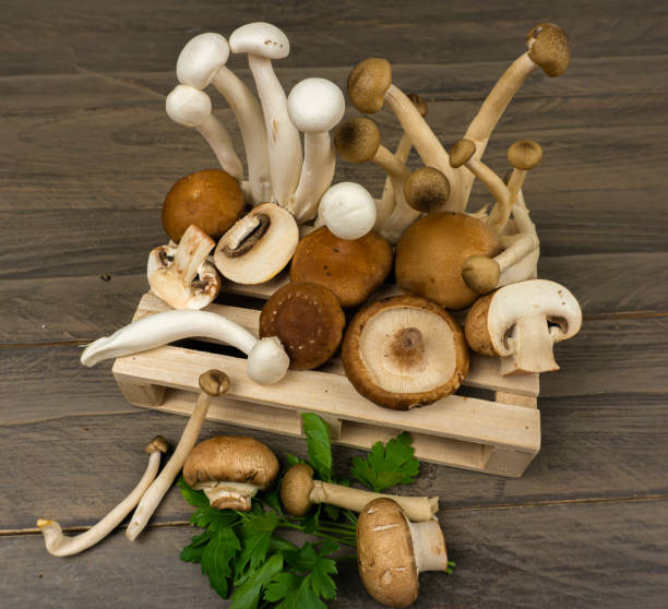 istock different types of mushrooms on a wooden pallet 1341211267