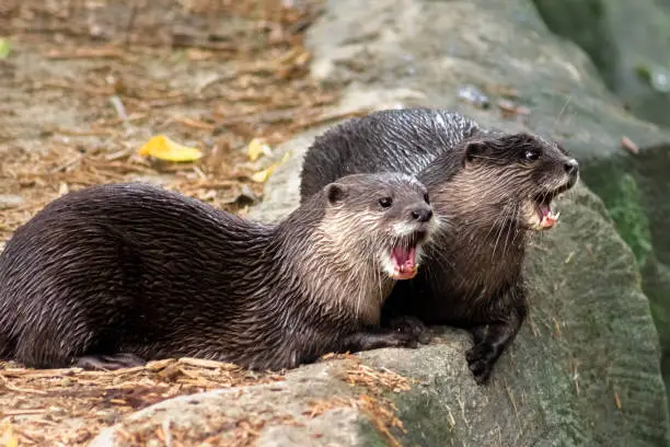 Photo of Pair of Otters