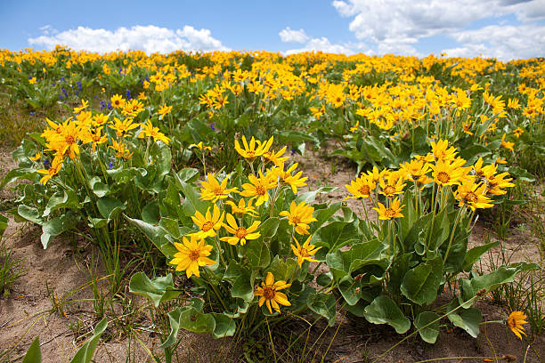 istock Field of yellow daisies 134121267