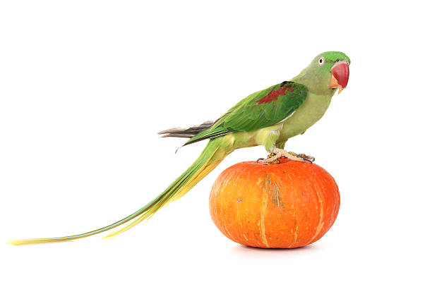 istock Big green ringed or Alexandrine parrot on white background 134121451