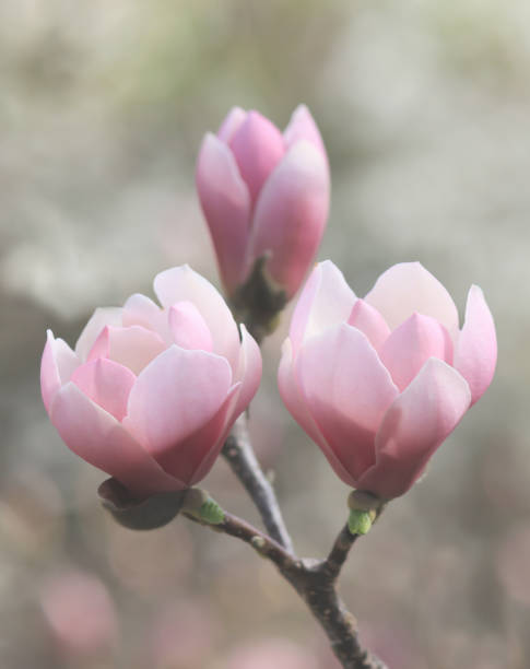 magnolia rosa nel parco primaverile. - plant white magnolia tulip tree foto e immagini stock