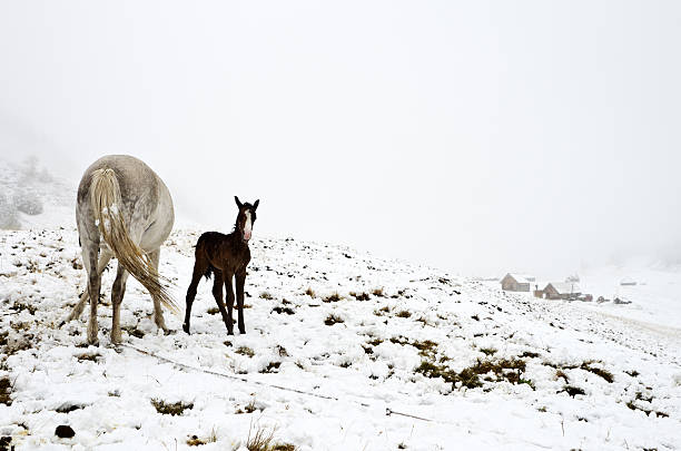 istock Horse and Foal 134121495