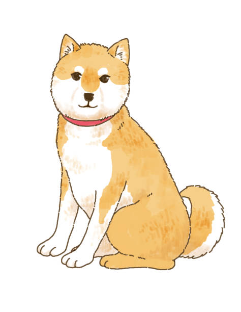 istock Realistic Touch Illustration of a cute Shiba Inu sitting down. 1341215628