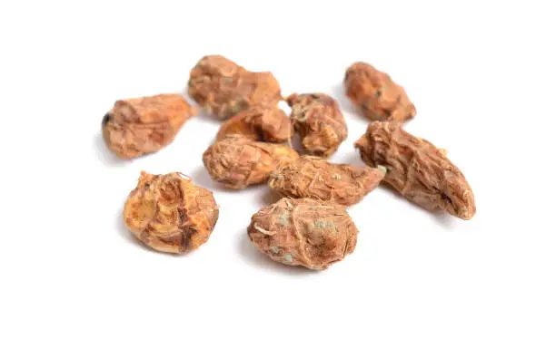 Dried tubers Cyperus esculentus also called chufa, tiger nut, atadwe, yellow nutsedge, and earth almond. Isolated.