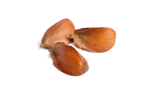 istock seed European beech Fagus sylvatica. Isolated on white background. 1341216575