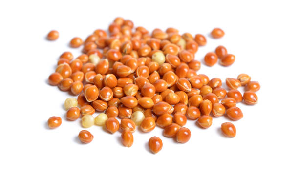 istock Panicum or panicgrass seeds. Isolated on white background 1341216714