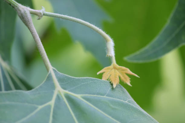 istock Velvet green leaf of a tree. Summer day. 1341216906