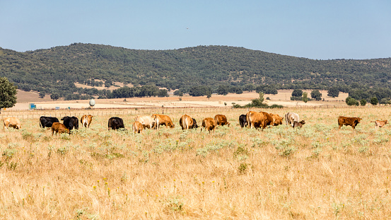 cows grazing in the holm oak meadows of Salamanca, Spain