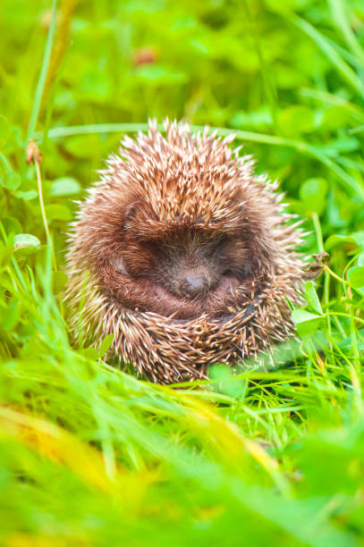 istock Baby hedgehog is sleeping in summer grass 1341218250
