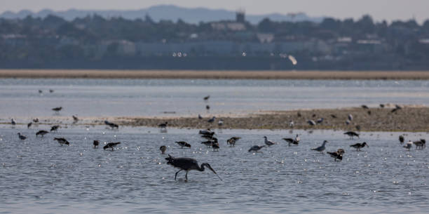 istock Heron in seaside city landscape 1341218822
