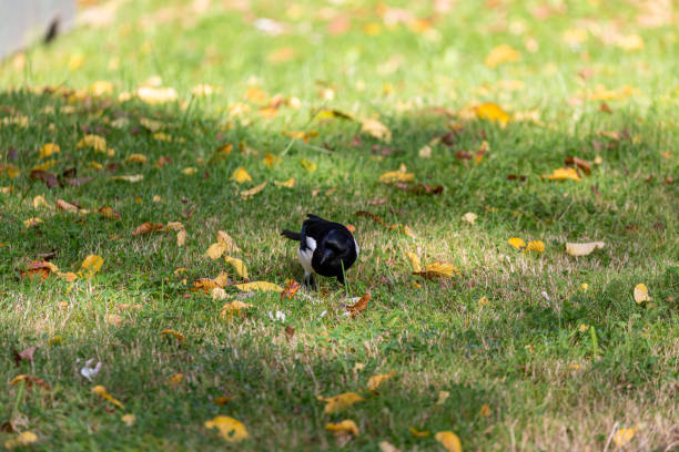 istock Magpie walking on the grass field 1341218955