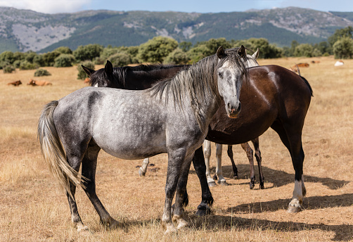 horses grazing in the holm oak pasture of Salamanca, Spain