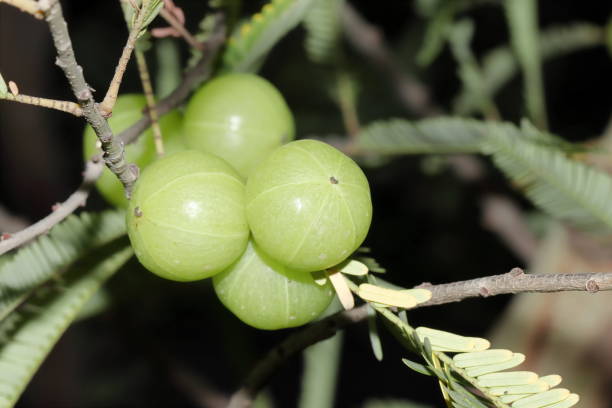 有機ハイブリッド新鮮な緑のビタミン栄養素アムラフルーツ束は、ツリー枝からぶら下がっています - gooseberry fruit growth green ストックフォトと画像